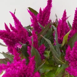 Celosia 'Javelin' Lila, Topf-Ø 14 Cm, 4er-Set -Compo Verkaufsgeschäft 0610240082 Celosia T14 lila Javelin 4er Set 5 113304