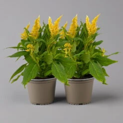 Celosia 'Kelos Fire Yellow' Gelb. Topf-Ø 17 Cm, 2er-Set -Compo Verkaufsgeschäft 0610240091 Celosia argentea T17 2er Set gelb Kelos Fire yellow 123639