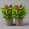 Celosia 'Kelos Fire Scarlet' Rot, Topf-Ø 17 Cm, 2er-Set -Compo Verkaufsgeschäft 0610240092 Celosia argentea T17 2er Set dunkelrot Kelos fire Scarlet 1 123658