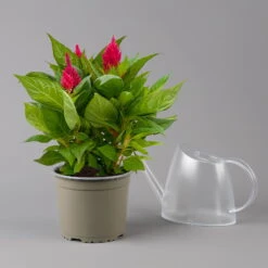 Celosia 'Kelos Fire Scarlet' Rot, Topf-Ø 17 Cm, 2er-Set 8 Celosia 'Kelos Fire Scarlet' Rot, Topf-Ø 17 Cm, 2er-Set -Compo Verkaufsgeschäft 0610240092 Celosia argentea T17 2er Set dunkelrot Kelos fire Scarlet 123659