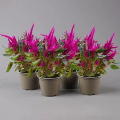 Celosia 'Javelin' Lila, Topf-Ø 14 Cm, 4er-Set -Compo Verkaufsgeschäft 0610240095 celosia T14 lila Javelin 4er Set 2 123664