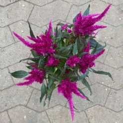 Celosia 'Javelin' Lila, Topf-Ø 14 Cm, 4er-Set -Compo Verkaufsgeschäft 0610240095 celosia T14 lila Javelin 4er Set 123665
