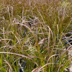 Rotes Lampenputzergras 'Rubrum' Rot, Einjährig, Topf-Ø 19 Cm, 2er-Set -Compo Verkaufsgeschäft 0610280032 0610280044 Pennisetum advena Rubrum 2er Set 1 112585