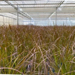 Rotes Lampenputzergras 'Rubrum' Rot, Einjährig, Topf-Ø 19 Cm, 2er-Set -Compo Verkaufsgeschäft 0610280032 0610280044 Pennisetum advena Rubrum 2er Set 2 112587