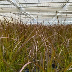 Rotes Lampenputzergras 'Rubrum' Rot, Einjährig, Topf-Ø 19 Cm, 2er-Set -Compo Verkaufsgeschäft 0610280032 0610280044 Pennisetum advena Rubrum 2er Set 3 112586