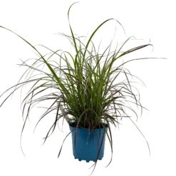 Rotes Lampenputzergras 'Rubrum' Rot, Einjährig, Topf-Ø 19 Cm, 2er-Set -Compo Verkaufsgeschäft 0610280032 Pennisetum advena Rubrum T19 2er Set WS 2 96107