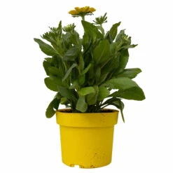 Sonnenhut Gelb, Topf-Ø 21 Cm -Compo Verkaufsgeschäft 0610360016 Rudbeckia hirta T21 gelb 2 114159