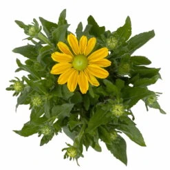 Sonnenhut Gelb, Topf-Ø 21 Cm -Compo Verkaufsgeschäft 0610360016 Rudbeckia hirta T21 gelb 3 114160