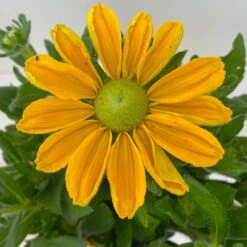 Sonnenhut Gelb, Topf-Ø 21 Cm -Compo Verkaufsgeschäft 0610360016 Rudbeckia hirta T21 gelb 4 114140