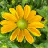 Sonnenhut Gelb, Topf-Ø 21 Cm -Compo Verkaufsgeschäft 0610360016 Rudbeckia hirta T21 gelb 5 114141