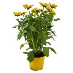 Sonnenhut Gelb, Topf-Ø 21 Cm -Compo Verkaufsgeschäft 0610360017 0610360016 Rudbeckia T21 gelb 1 111962