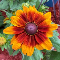 Sonnenhut Gelb-orange, Topf-Ø 21 Cm -Compo Verkaufsgeschäft 0610360017 0610360022 Rudbeckia T21 orange braun 2 111918