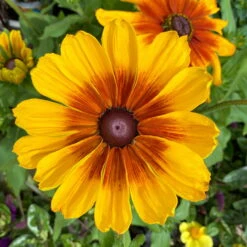Sonnenhut Gelb-orange, Topf-Ø 21 Cm -Compo Verkaufsgeschäft 0610360017 Rudbeckia T21 gelb braun 3 111916