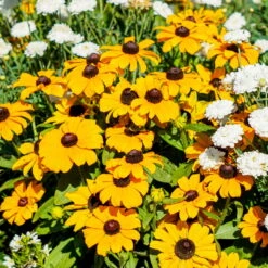Pflanzenset 'Spätsommer-Gold' Gelb-orange, Topf-Ø 12 Cm, 4er-Set -Compo Verkaufsgeschäft 0610360035 Rudbeckia hirta T13 Toto 6er Set 2 111925