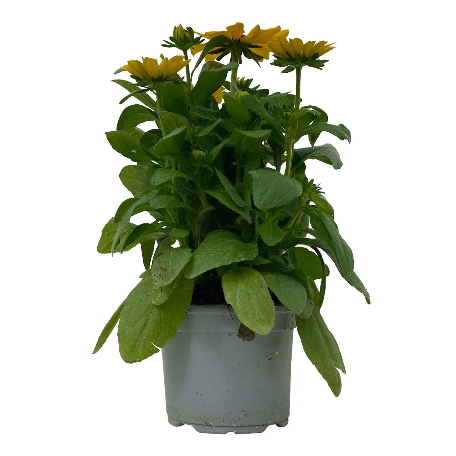 Sonnenhut 'Toto®', Topf-Ø 13, 6er-Set 2 Sonnenhut 'Toto®', Topf-Ø 13, 6er-Set - Image 2