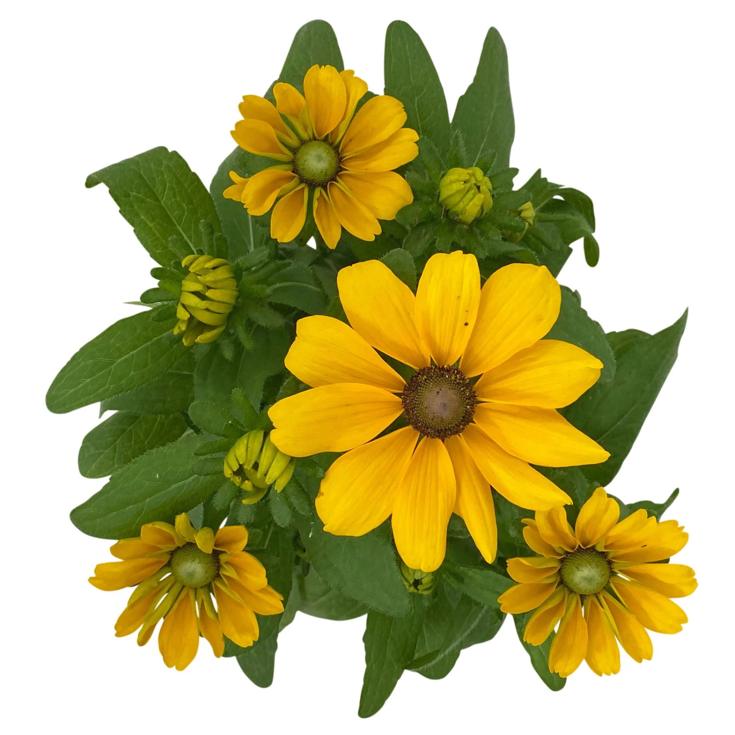 Sonnenhut 'Toto®', Topf-Ø 13, 6er-Set 7 Sonnenhut 'Toto®', Topf-Ø 13, 6er-Set - Image 7