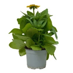 Sonnenhut 'Toto®', Topf-Ø 13, 6er-Set 20 Sonnenhut 'Toto®', Topf-Ø 13, 6er-Set -Compo Verkaufsgeschäft 0610360035 Rudbeckia hirta Toto 6er Set 14 112692