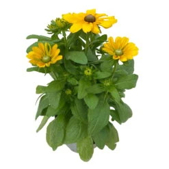 Sonnenhut 'Toto®', Topf-Ø 13, 6er-Set 18 Sonnenhut 'Toto®', Topf-Ø 13, 6er-Set -Compo Verkaufsgeschäft 0610360035 Rudbeckia hirta Toto 6er Set 17 112690
