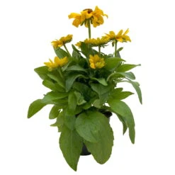 Sonnenhut 'Toto®', Topf-Ø 13, 6er-Set 17 Sonnenhut 'Toto®', Topf-Ø 13, 6er-Set -Compo Verkaufsgeschäft 0610360035 Rudbeckia hirta Toto 6er Set 2 112689