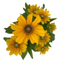 Sonnenhut 'Toto®', Topf-Ø 13, 6er-Set 19 Sonnenhut 'Toto®', Topf-Ø 13, 6er-Set -Compo Verkaufsgeschäft 0610360035 Rudbeckia hirta Toto 6er Set 4 112691
