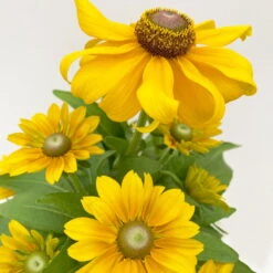 Sonnenhut 'Toto®', Topf-Ø 13, 6er-Set 23 Sonnenhut 'Toto®', Topf-Ø 13, 6er-Set -Compo Verkaufsgeschäft 0610360035 Rudbeckia hirta Toto 6er Set 5 112669 1