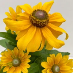 Pflanzenset 'Spätsommer-Gold' Gelb-orange, Topf-Ø 12 Cm, 4er-Set -Compo Verkaufsgeschäft 0610360035 Rudbeckia hirta Toto 6er Set 7 112670