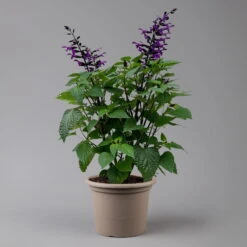 Pfirsichsalbei Purpurlila, Topf-Ø 21 Cm, Höhe Ca. 40 Cm -Compo Verkaufsgeschäft 0610370085 Salvia T21 purple H 40 cm 2 125917