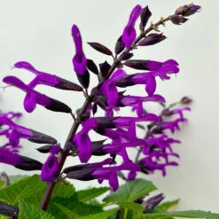 Pfirsichsalbei Purpurlila, Topf-Ø 21 Cm, Höhe Ca. 40 Cm -Compo Verkaufsgeschäft 0610370085 Salvia T21 purple 4 n 125840