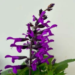 Pfirsichsalbei Purpurlila, Topf-Ø 21 Cm, Höhe Ca. 40 Cm -Compo Verkaufsgeschäft 0610370085 Salvia T21 purple 5 n 125841