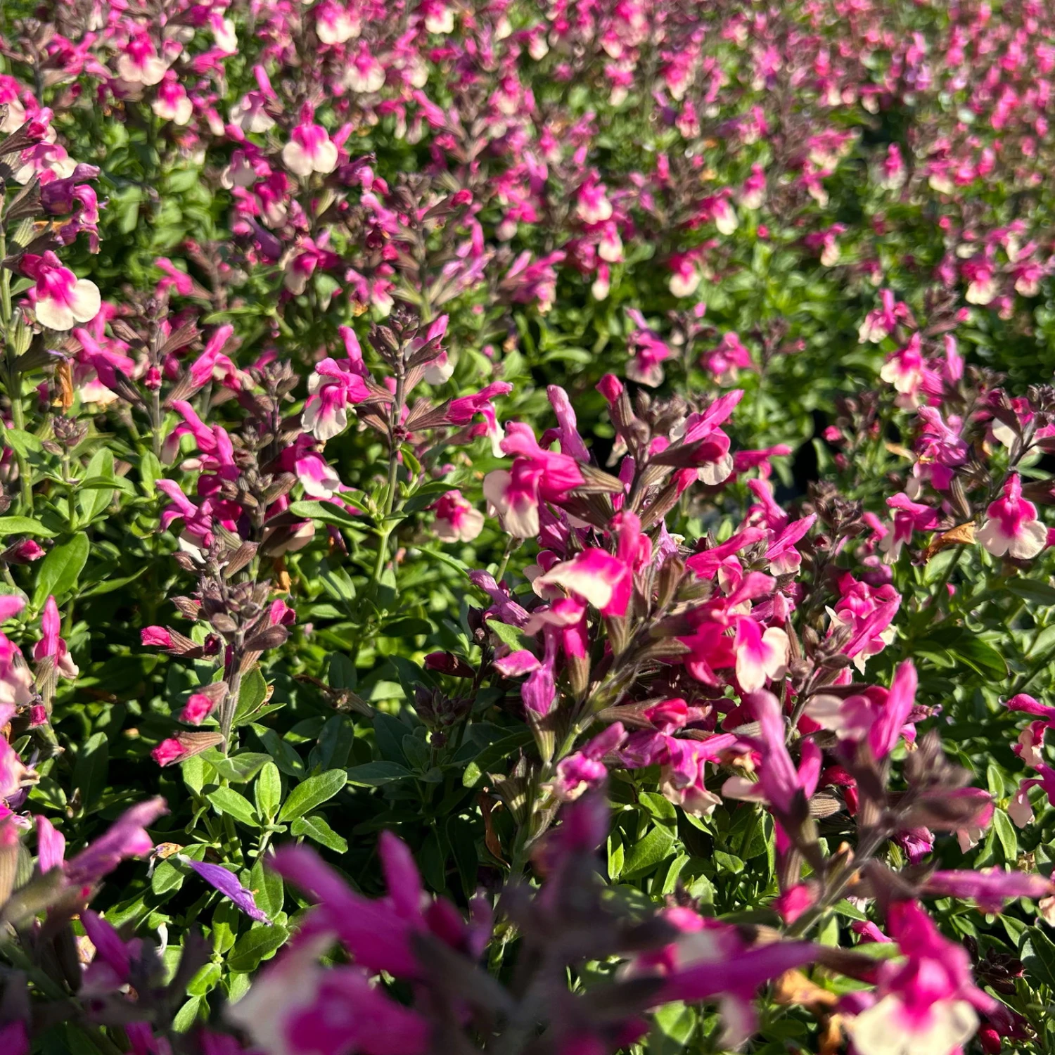 Pfirsichsalbei Zweifarbig, Topf-Ø 13 Cm, Höhe Ca. 25 Cm, 6er-Set 2 Pfirsichsalbei Zweifarbig, Topf-Ø 13 Cm, Höhe Ca. 25 Cm, 6er-Set - Image 2