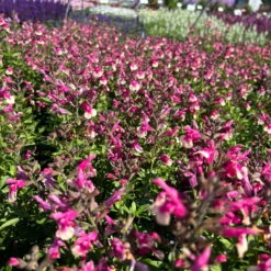 Pfirsichsalbei Zweifarbig, Topf-Ø 13 Cm, Höhe Ca. 25 Cm, 6er-Set 7 Pfirsichsalbei Zweifarbig, Topf-Ø 13 Cm, Höhe Ca. 25 Cm, 6er-Set -Compo Verkaufsgeschäft 0610370095 Salvia greggii T13 zweifarbig H25 6er Set 3 125733