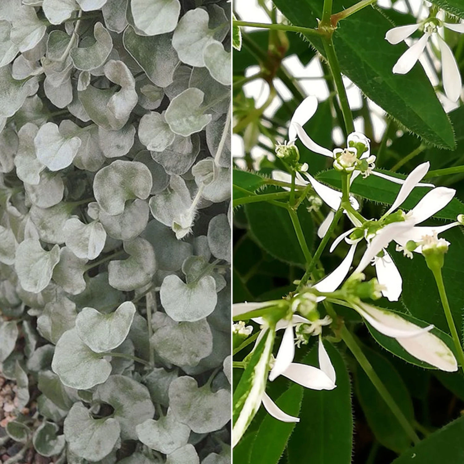 Silberregen Und Zauberschnee™ Silbrig& Weiß, Topf-Ø 12 Cm, 6er-Set 1 Silberregen Und Zauberschnee™ Silbrig& Weiß, Topf-Ø 12 Cm, 6er-Set