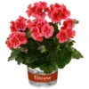 Geranie 'Coral Eye' Lachs, Stehend, Topf-Ø 13 Cm, 6er-Set 17 Geranie 'Coral Eye' Lachs, Stehend, Topf-Ø 13 Cm, 6er-Set -Compo Verkaufsgeschäft 0612140029 KB Pelargonium zonale Dolce Vita Coral Eye2 77739