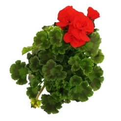 Geranie 'Dolce Vita Erik Orange/Sylvia Orange' Orangerot, Topf-Ø 13cm, 6er-Set 11 Geranie 'Dolce Vita Erik Orange/Sylvia Orange' Orangerot, Topf-Ø 13cm, 6er-Set -Compo Verkaufsgeschäft 0612140040 KB Pelargonium zonale T13 Castello Erik Orange Set 3er Set 7 78649