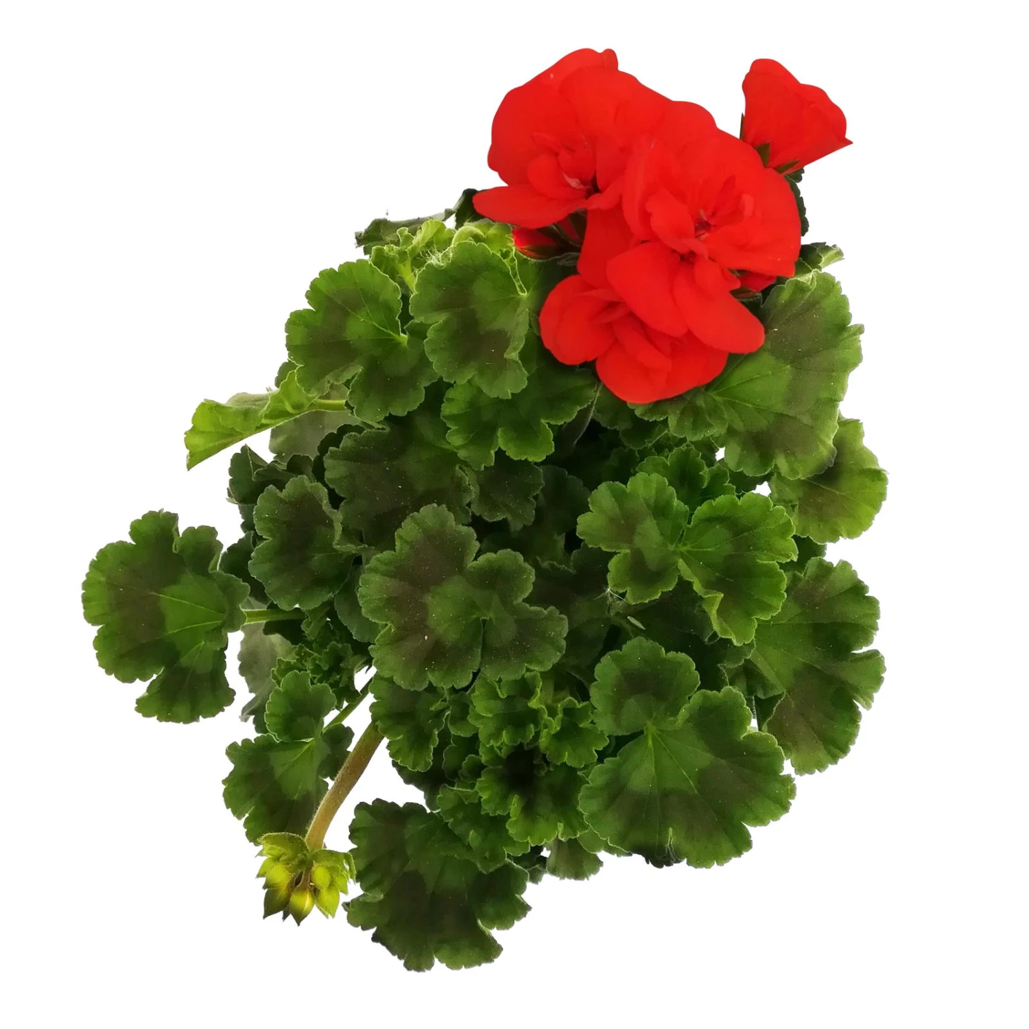 Geranie 'Dolce Vita Erik Orange/Sylvia Orange' Orangerot, Topf-Ø 13cm, 6er-Set 4 Geranie 'Dolce Vita Erik Orange/Sylvia Orange' Orangerot, Topf-Ø 13cm, 6er-Set - Image 4