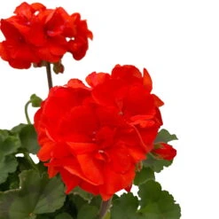 Geranie 'Dolce Vita Erik Orange/Sylvia Orange' Orangerot, Topf-Ø 13cm, 6er-Set 12 Geranie 'Dolce Vita Erik Orange/Sylvia Orange' Orangerot, Topf-Ø 13cm, 6er-Set -Compo Verkaufsgeschäft 0612140040 KB Pelargonium zonale T13 Castello Erik Sylvia orange 6er Set WS 3 93552