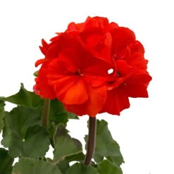 Geranie 'Dolce Vita Erik Orange/Sylvia Orange' Orangerot, Topf-Ø 13cm, 6er-Set 13 Geranie 'Dolce Vita Erik Orange/Sylvia Orange' Orangerot, Topf-Ø 13cm, 6er-Set -Compo Verkaufsgeschäft 0612140040 KB Pelargonium zonale T13 Castello Erik Sylvia orange 6er Set WS 4 93553