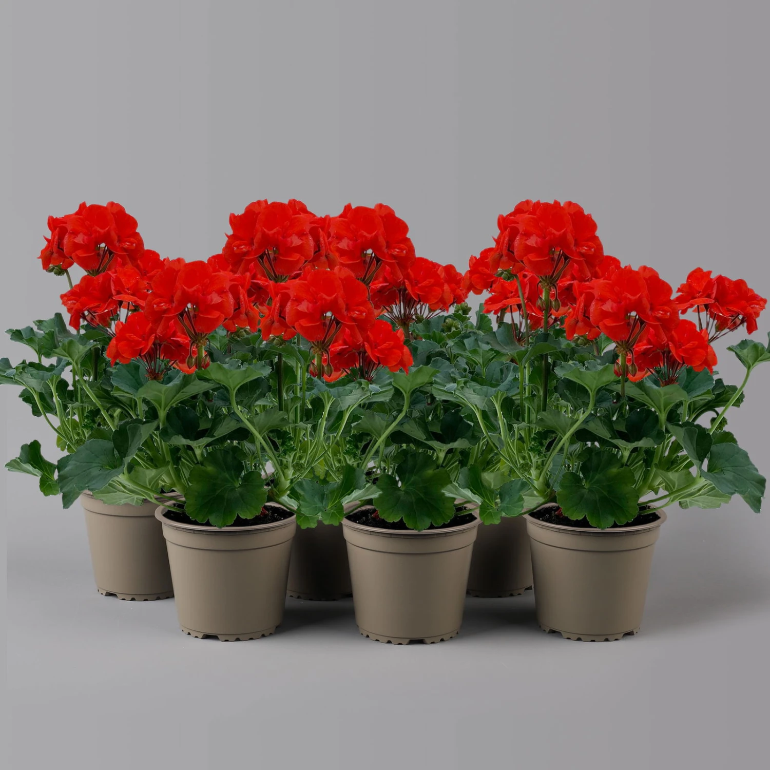 Geranie 'Dolce Vita Erik Orange/Sylvia Orange' Orangerot, Topf-Ø 13cm, 6er-Set 1 Geranie 'Dolce Vita Erik Orange/Sylvia Orange' Orangerot, Topf-Ø 13cm, 6er-Set