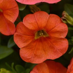 Zauberglöckchen, Farben Zufällig, Topf-Ø 12 Cm, 6er-Set -Compo Verkaufsgeschäft 0613150021 Calibrachoa T12 orange 66336