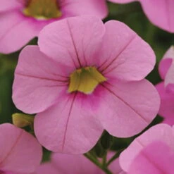 Zauberglöckchen, Farben Zufällig, Topf-Ø 12 Cm, 6er-Set -Compo Verkaufsgeschäft 0613150022 Calibrachoa T12 rosa 66337