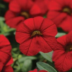 Zauberglöckchen, Farben Zufällig, Topf-Ø 12 Cm, 6er-Set -Compo Verkaufsgeschäft 0613150023 Calibrachoa T12 rot 66338