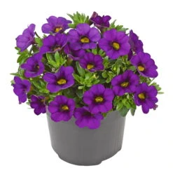Zauberglöckchen, Farben Zufällig, Topf-Ø 12 Cm, 6er-Set -Compo Verkaufsgeschäft 0613150040 Calibrachoa T12 blau Set 3Stueck WS3 73863