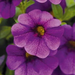 Zauberglöckchen, Farben Zufällig, Topf-Ø 12 Cm, 6er-Set -Compo Verkaufsgeschäft 0613150040 Calibrachoa T12 blau Set 3Stueck WS4 73862