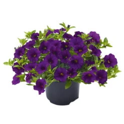Zauberglöckchen, Farben Zufällig, Topf-Ø 12 Cm, 6er-Set -Compo Verkaufsgeschäft 0613150040 Calibrachoa T12 blau Set 3Stueck WS 73865