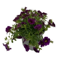 Zauberglöckchen, Farben Zufällig, Topf-Ø 12 Cm, 6er-Set -Compo Verkaufsgeschäft 0613150040 Calibrachoa blau 3 89071