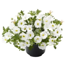 Zauberglöckchen, Farben Zufällig, Topf-Ø 12 Cm, 6er-Set -Compo Verkaufsgeschäft 0613150041 Calibrachoa T12 weiss Set 3Stueck1 74221
