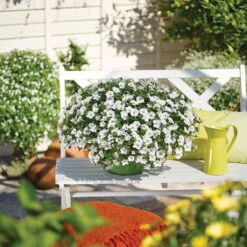 Zauberglöckchen, Farben Zufällig, Topf-Ø 12 Cm, 6er-Set -Compo Verkaufsgeschäft 0613150041 Calibrachoa T12 weiss Set 3Stueck 74219