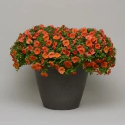 Zauberglöckchen, Farben Zufällig, Topf-Ø 12 Cm, 6er-Set -Compo Verkaufsgeschäft 0613150042 Calibrachoa T12 orange Set 3Stueck2 74222