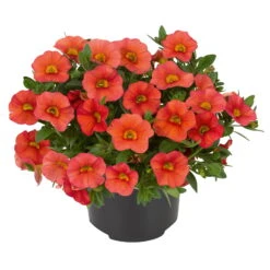 Zauberglöckchen, Farben Zufällig, Topf-Ø 12 Cm, 6er-Set -Compo Verkaufsgeschäft 0613150042 Calibrachoa T12 orange Set 3Stueck3 74223