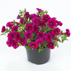 Zauberglöckchen, Farben Zufällig, Topf-Ø 12 Cm, 6er-Set -Compo Verkaufsgeschäft 0613150043 Calibrachoa T12 rosa pink Set 3Stueck 74225
